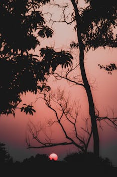 A stunning silhouette of trees during sunrise with a vibrant sky and visible sun.