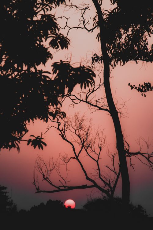 Free A stunning silhouette of trees during sunrise with a vibrant sky and visible sun. Stock Photo