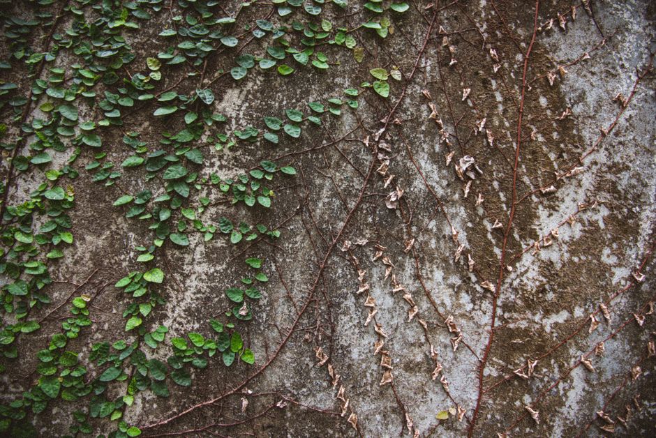Natuurlijke muurversiering met levend muurmos. Natuurlijke muurversiering met levend muurmos.