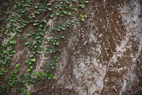 Free Close-up of green ivy leaves growing on a textured stone wall, showcasing nature's resilience. Stock Photo