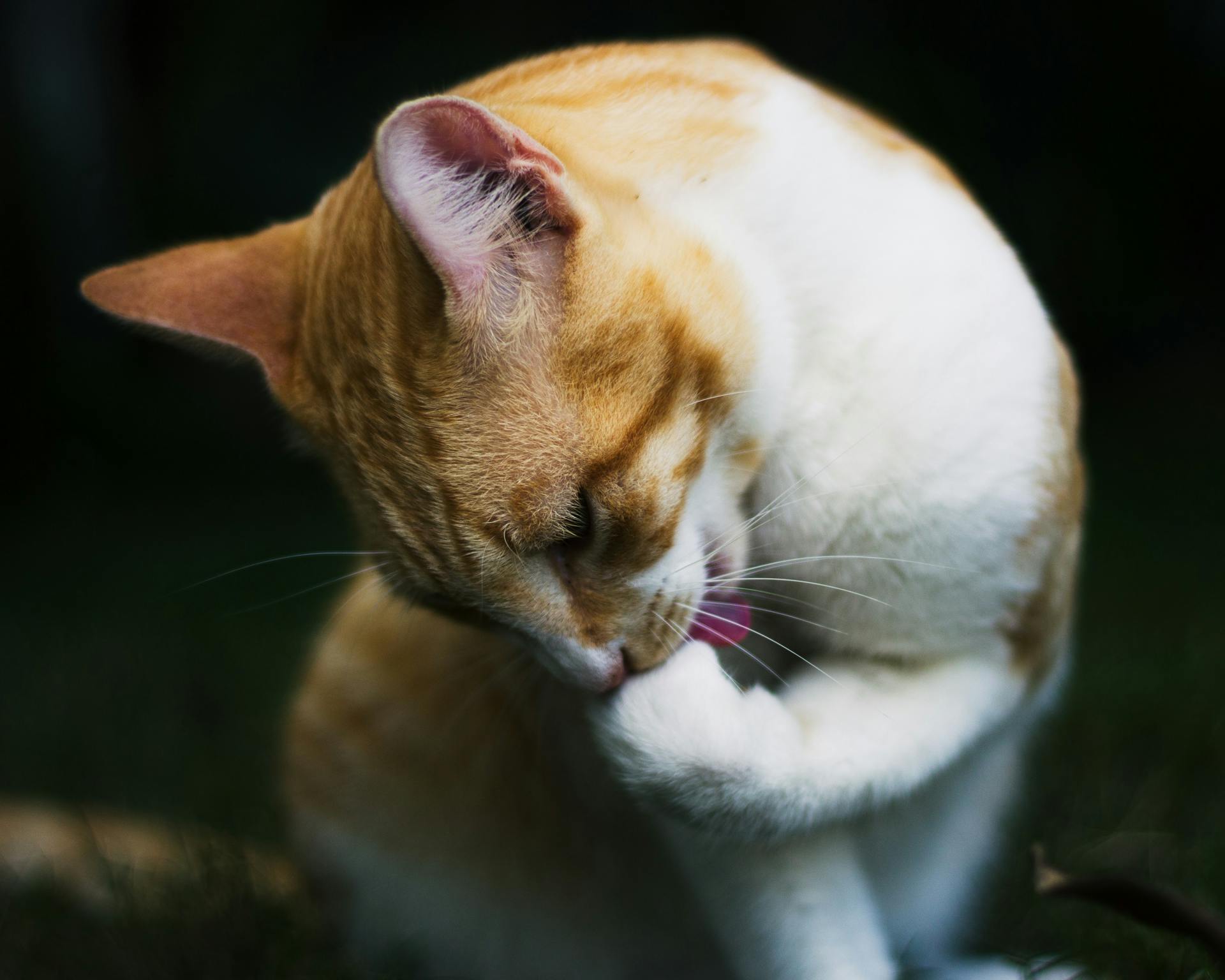 Cat Licking its Paw