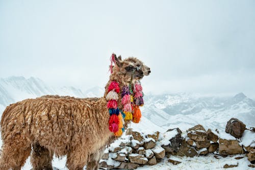 Two Alpacas in Winter 