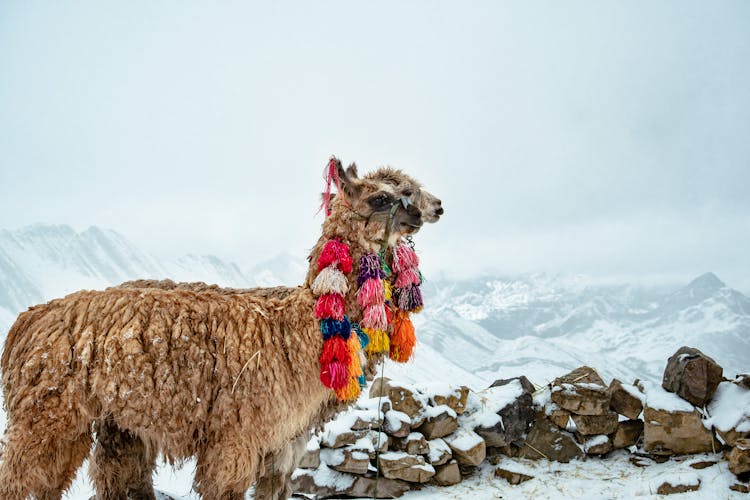 Two Alpacas In Winter 