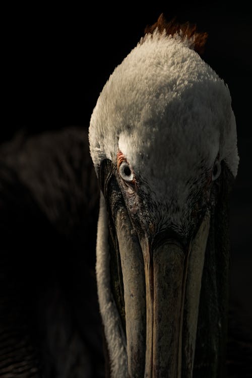 Fotobanka s bezplatnými fotkami na tému fotografie zvierat žijúcich vo voľnej prírode, hlavy zvierat, hnedý pelikán