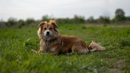 Imagine de stoc gratuită din animal de casă, câine, focalizare selectivă