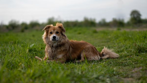 A fluffy dog lies comfortably on a grassy field in Kraków, capturing a serene outdoor moment.