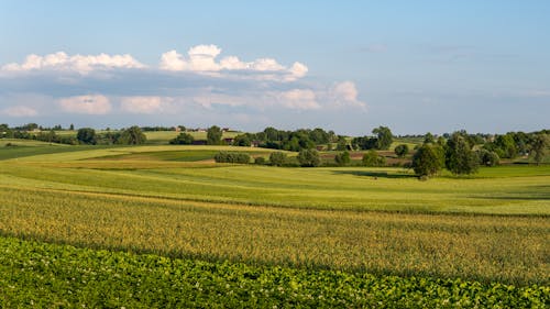 Darmowe zdjęcie z galerii z blue sky, cabbage, countryside