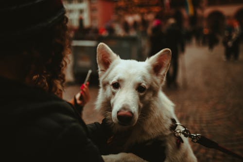 Бесплатное стоковое фото с белая собака, город, города