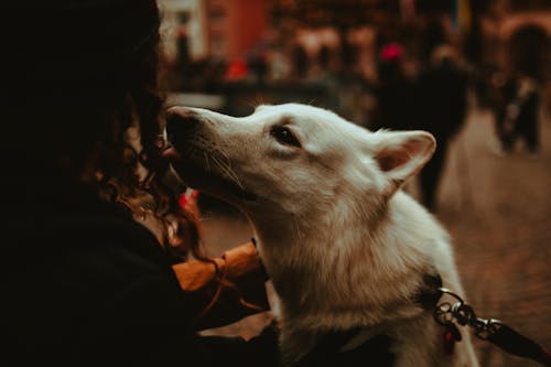Бесплатное стоковое фото с белая собака, женщина, животное