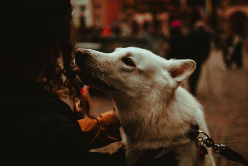 Close-up of a white dog gently touching a woman's nose outdoors with a leash.