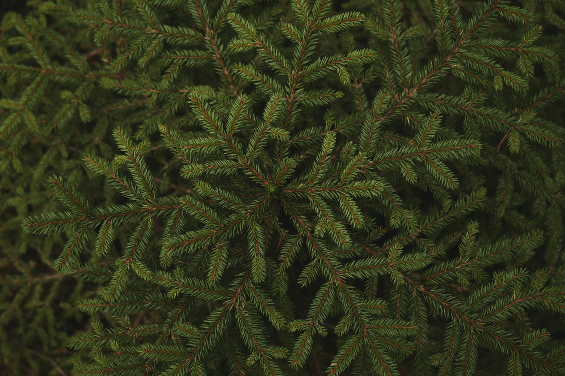 A close up of a green pine tree