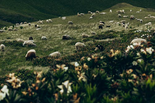 Безкоштовне стокове фото на тему «вівці, луг, пейзаж»