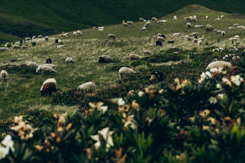 Free Scenic view of sheep grazing in Arkhyz, Russia. Lush green meadows and serene landscape. Stock Photo