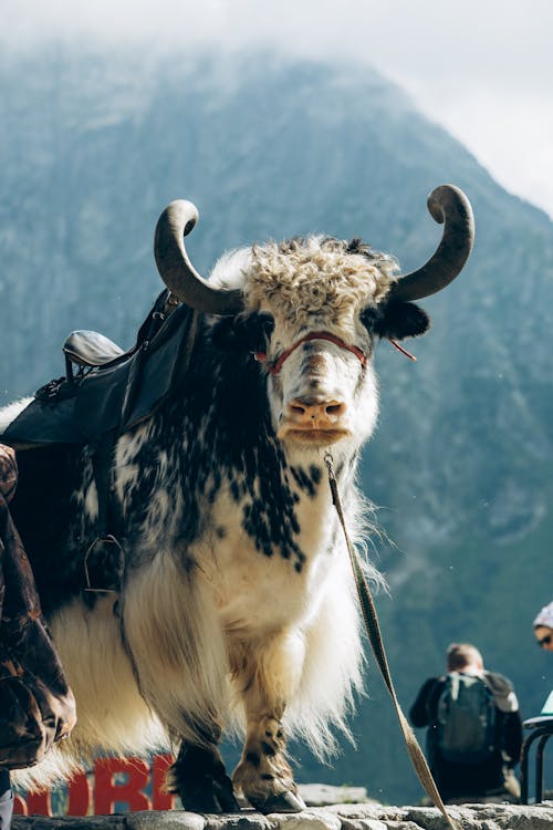 Wild Yak with Horns