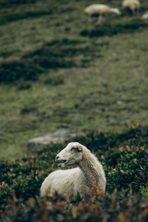 산과 양