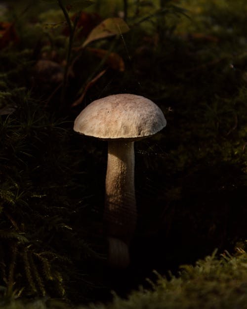 Mushroom and Grass