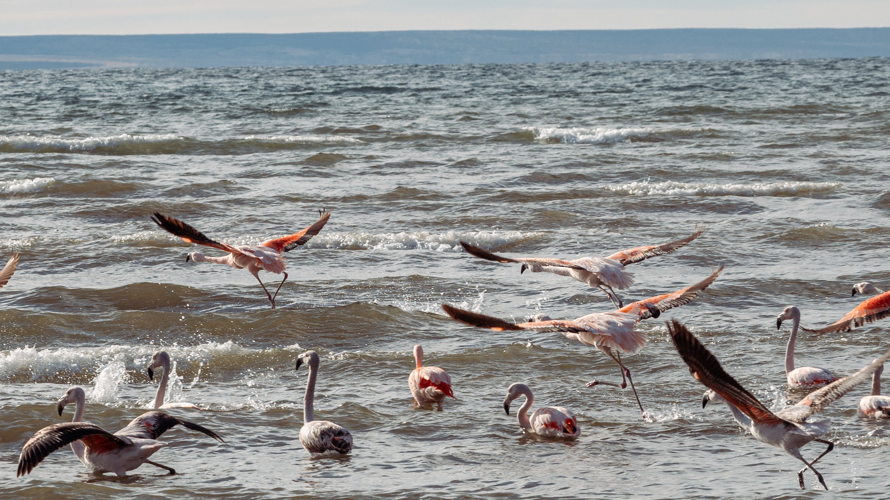 A lively group of flamingos wades through the waves of a Patagonian beach. — photo by Ema Reynares / Pexels