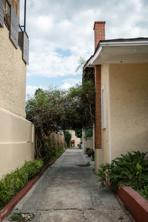 Vine over Walkway between Buildings