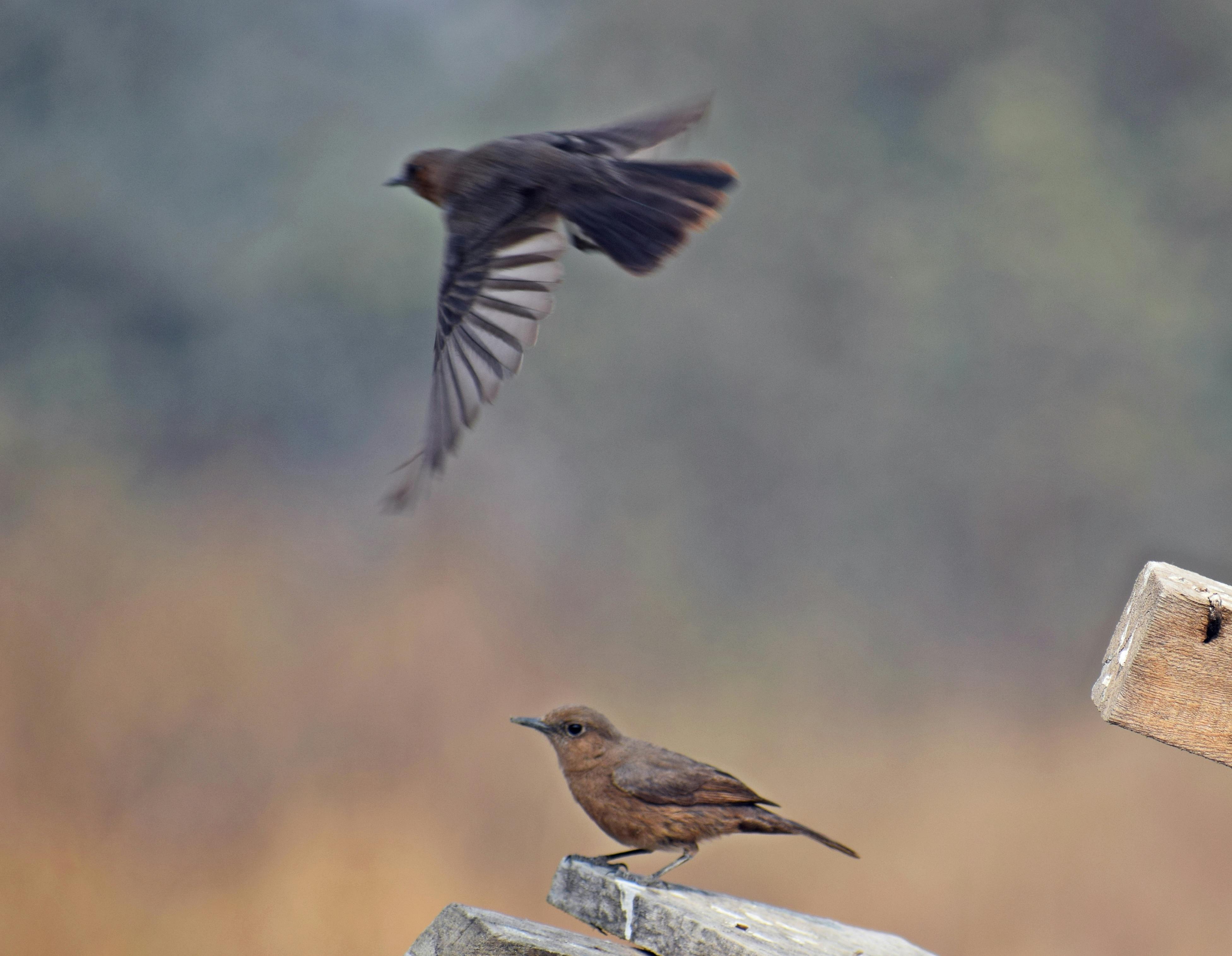 Free stock photo of beak, bird, feather