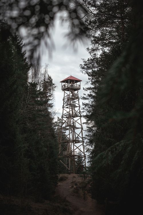 Free Tall wooden observation tower surrounded by dense coniferous forest in Ogri region, Latvia. Stock Photo