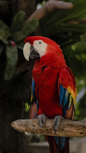 Captivating image of a scarlet macaw perched in the vibrant greenery of Cancún, México, showcasing its vivid colors.