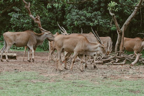 Gratis stockfoto met beesten, eland antilopen, gewei