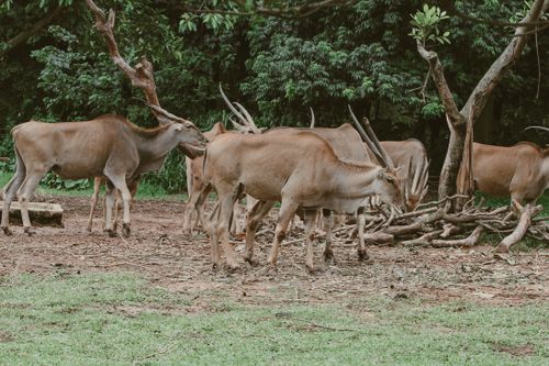 Free A herd of eland antelopes grazing peacefully in a lush forest pasture with abundant greenery. Stock Photo