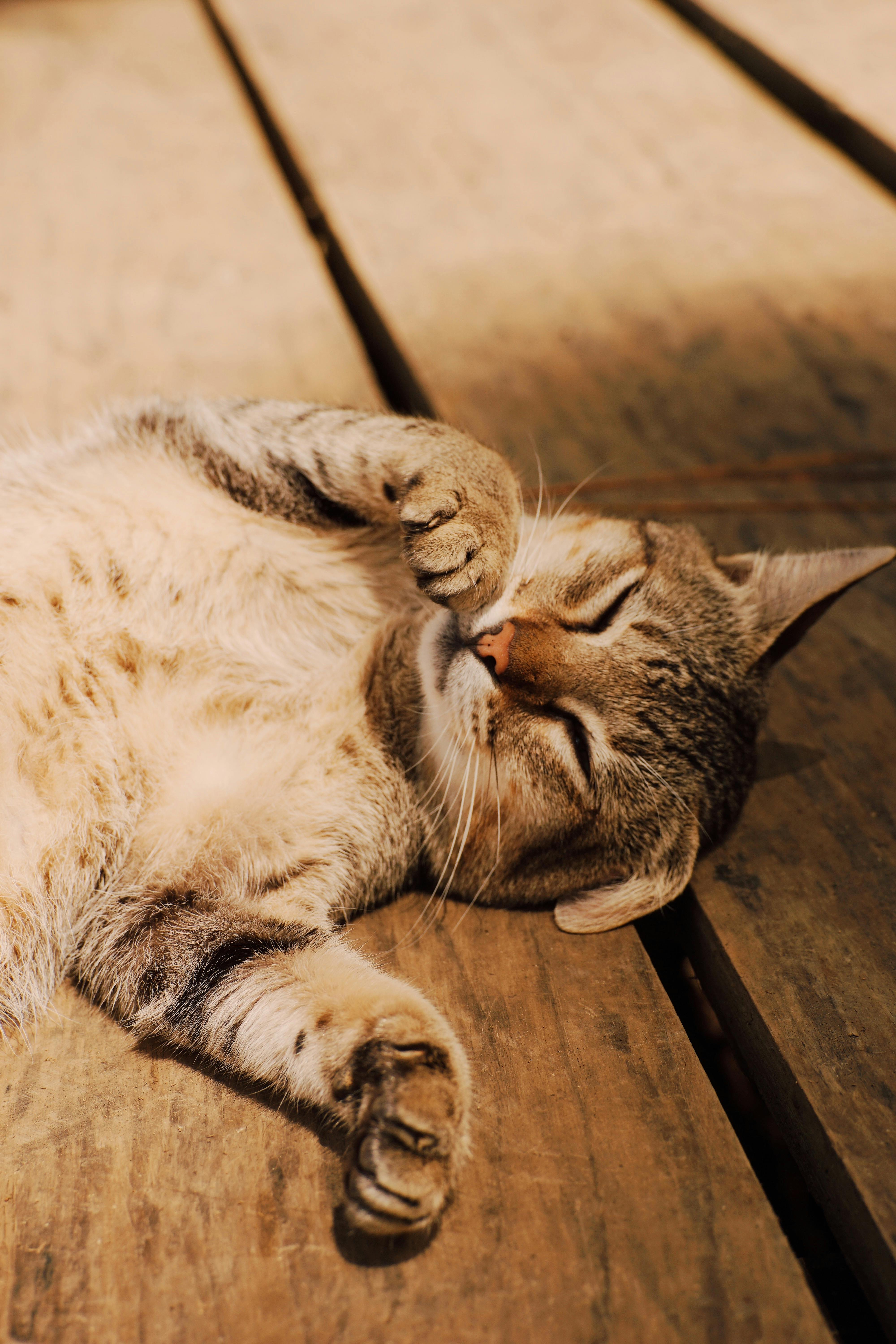 Charming portrait of a young tabby cat lounging lazily on a warm wooden surface.