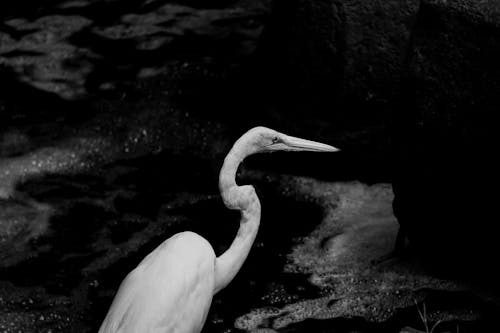 Close-up of a Heron 