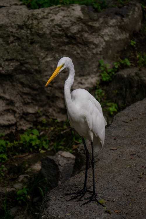 Close-up of a Heron 