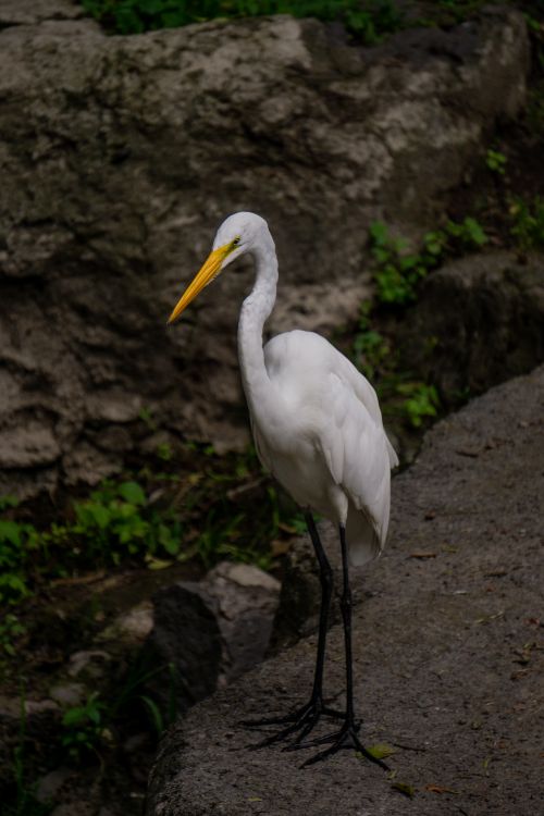 Free A majestic egret stands poised on a rocky surface in a natural setting, showcasing its grace. Stock Photo