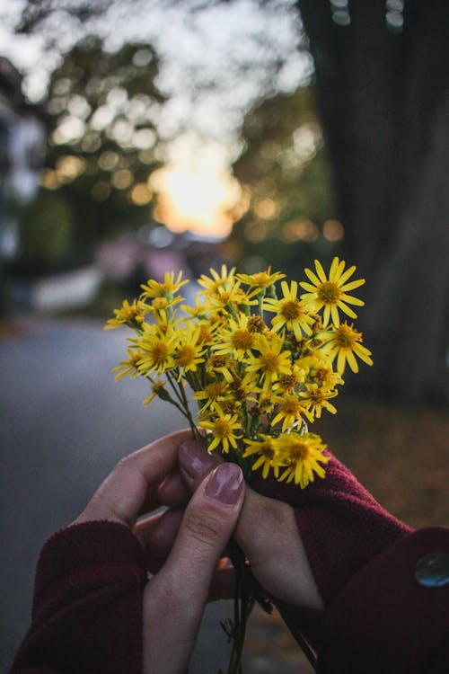 Photo of Woman's Hands Holding Stinking Willie Flowers