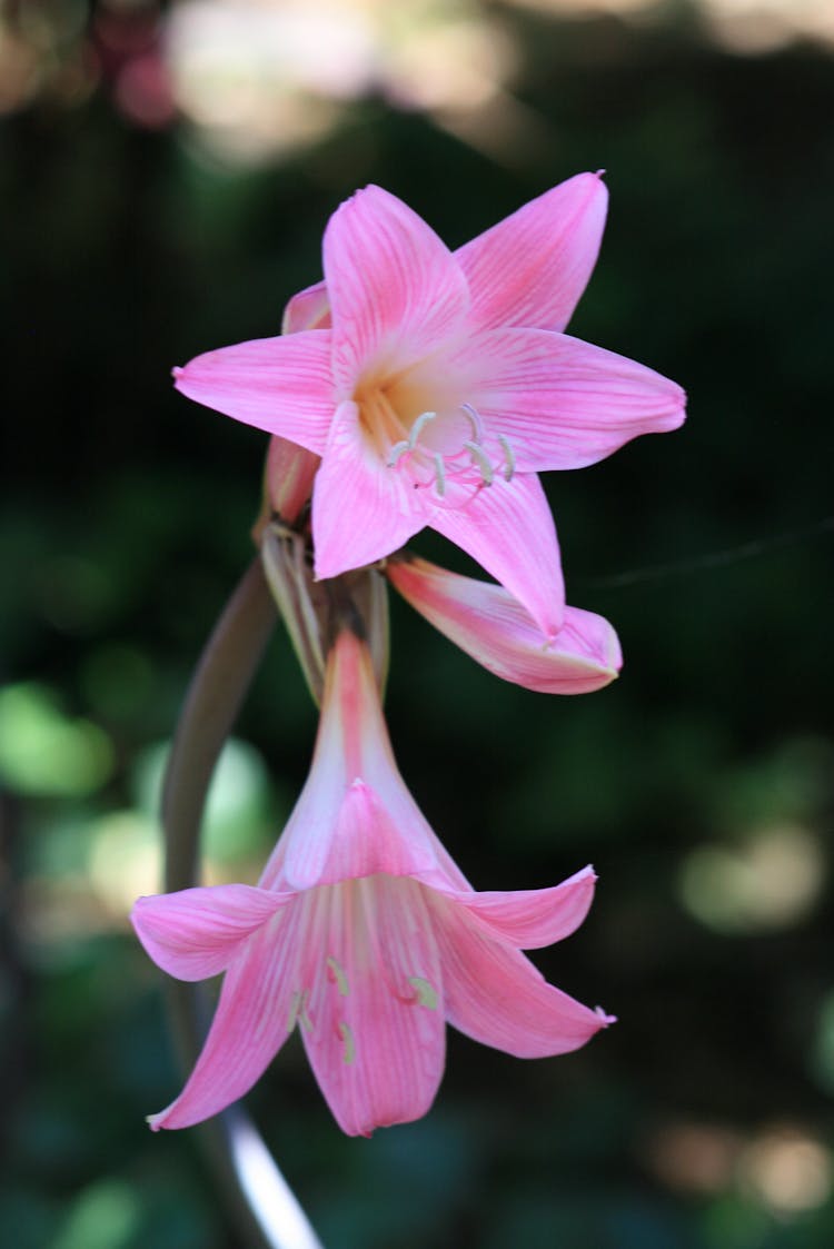 Purple Lily Flowers