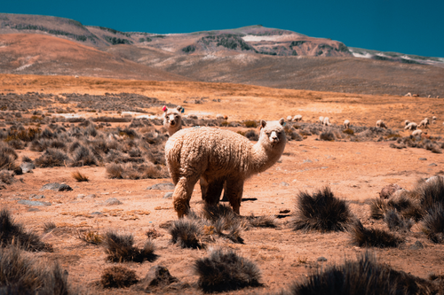 Free A group of alpacas standing in a desert landscape under a clear blue sky. Stock Photo