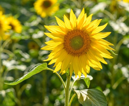 Free Bright yellow sunflower basking in sunlight in a rural field. Ideal for nature themes. Stock Photo