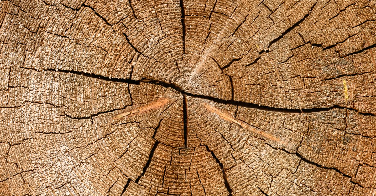 Wood survey