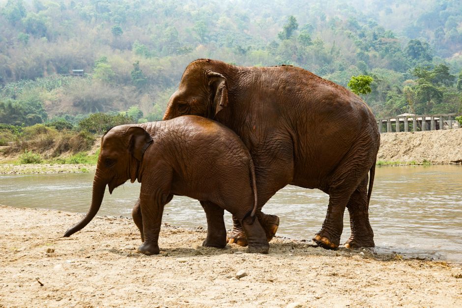 Chiang Mai elefántrezervátum és arany templomok útikalauz – Elephant Nature Park Chiang Mai elephants bathing