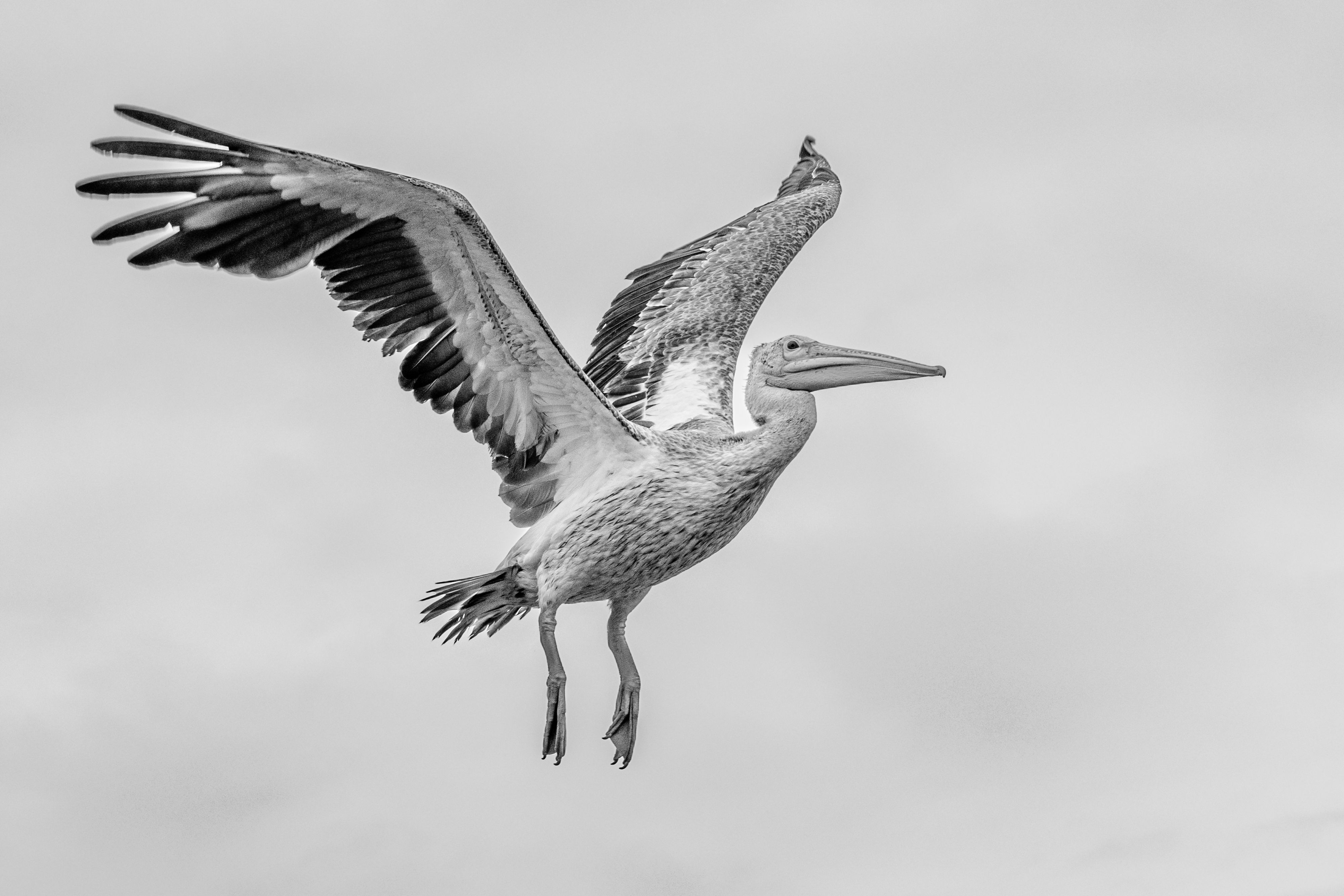 Flying Pelican in Black and White · Free Stock Photo