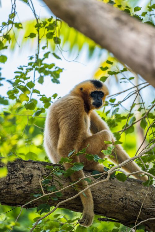 Free Photograph of a golden gibbon sitting on a tree in Miami, surrounded by lush green leaves. Stock Photo