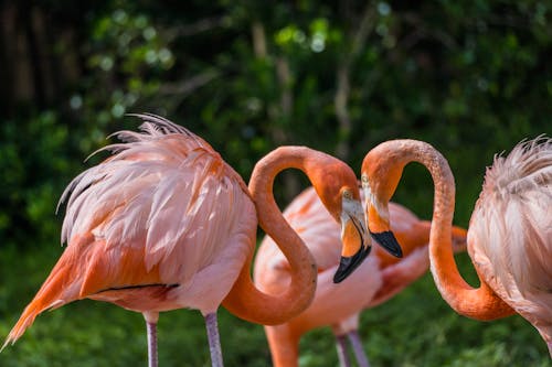 Gratis stockfoto met achtergrond, dierenfotografie, flamingo's