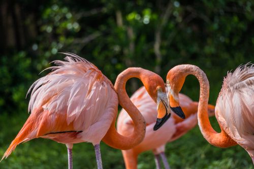 Free Close-up of pink flamingos in Miami's lush outdoor habitat. Stock Photo