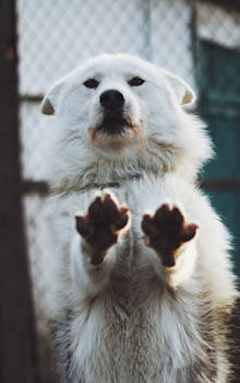 Charming close-up of a white dog standing on hind legs, perfect for pet enthusiasts.