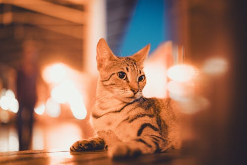 Lights around Cat Lying Down