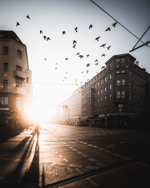 Dramatic view of birds flying over a Berlin street during sunset with long shadows cast by buildings.