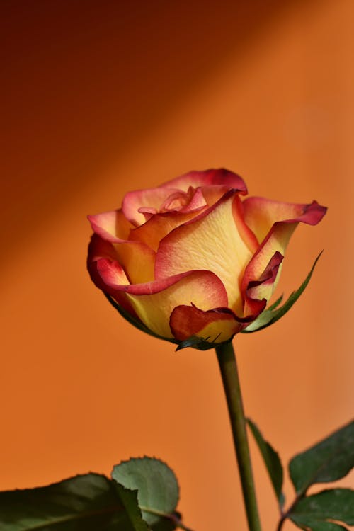 Δωρεάν στοκ φωτογραφιών με ανθισμένο τριαντάφυλλο, τριαντάφυλλο