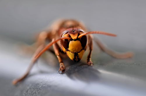 Бесплатное стоковое фото с лететь, макросъемка, насекомое