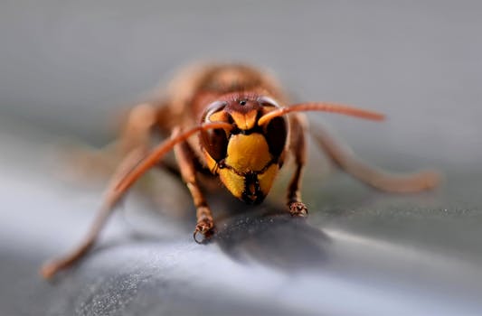 Detailed extreme close-up of a hornet showcasing the intricate features of the insect.