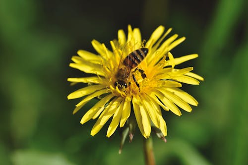 Close-up of a Bee on a Dandelion 