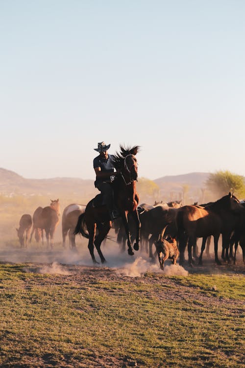 Základová fotografie zdarma na téma běhání, hřiště, jízda na koni