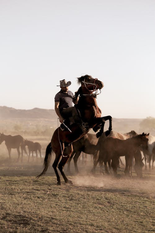 Δωρεάν στοκ φωτογραφιών με αγέλη, άλογο, άνδρας